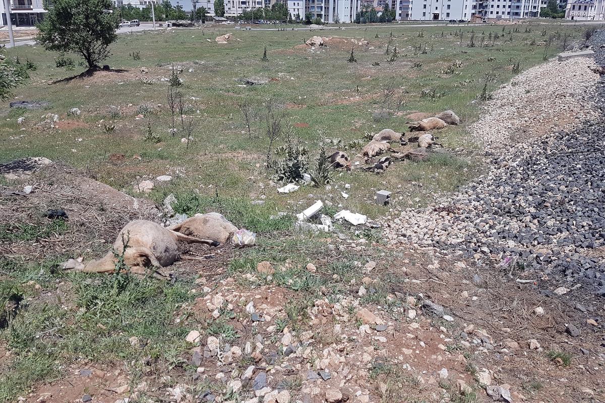 Elazığ'da tren, s&uuml;r&uuml;ye &ccedil;arptı: 21 hayvan &ouml;ld&uuml;