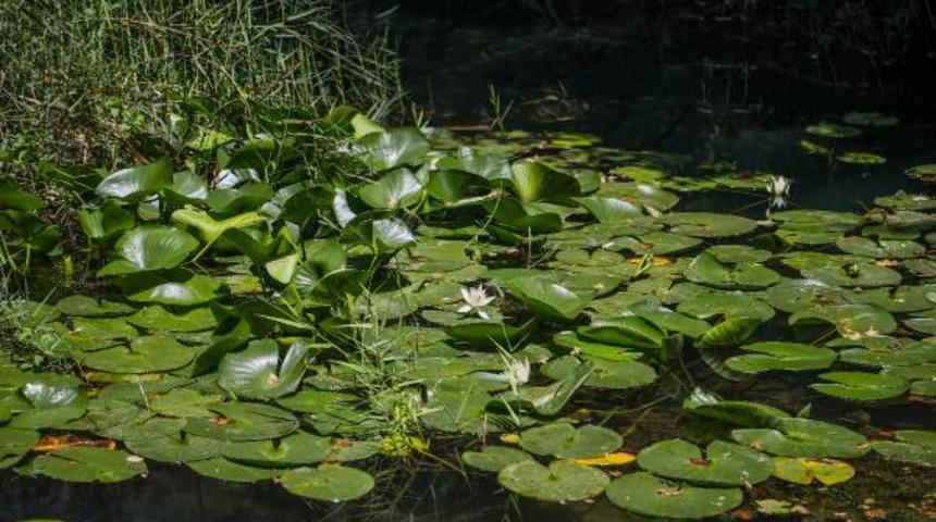 Nilüferler çiçek açmaya başladı! Koparmanın cezası 146 bin TL