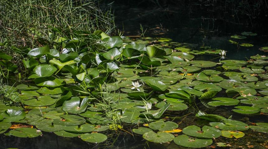 Antalya'da nilüferler çiçek açmaya başladı: Koparana 146 bin lira ceza