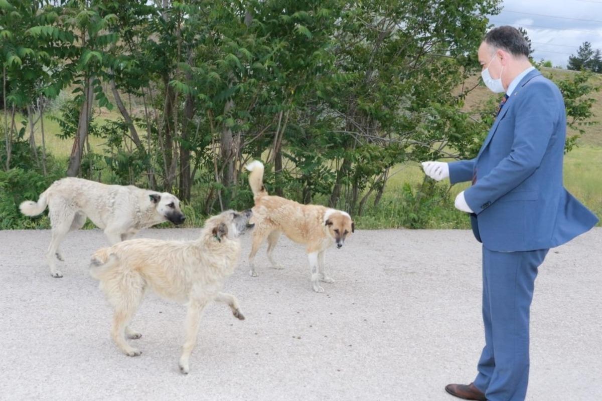 Kırıkkale&rsquo;de sokak hayvanları beslendi