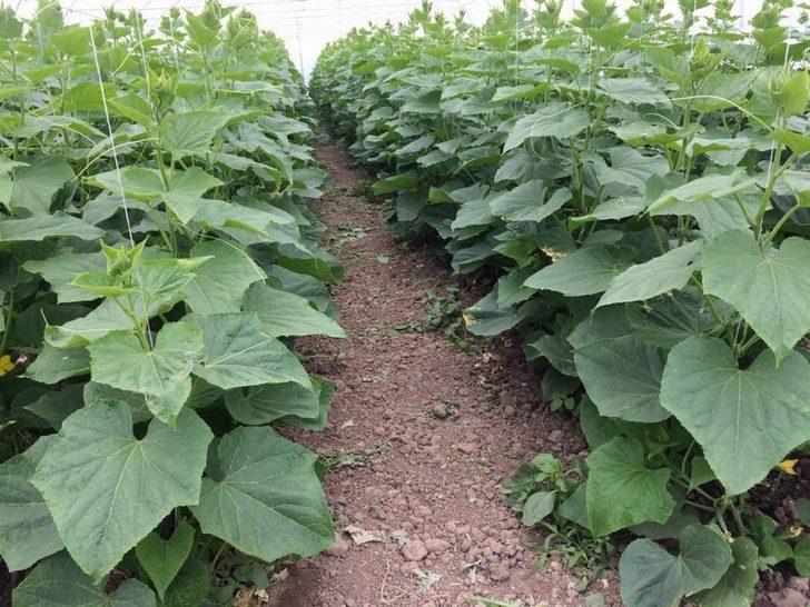 Kırklareli’de tarımsal istatistik çalışmaları TÜİK sisteminde G4