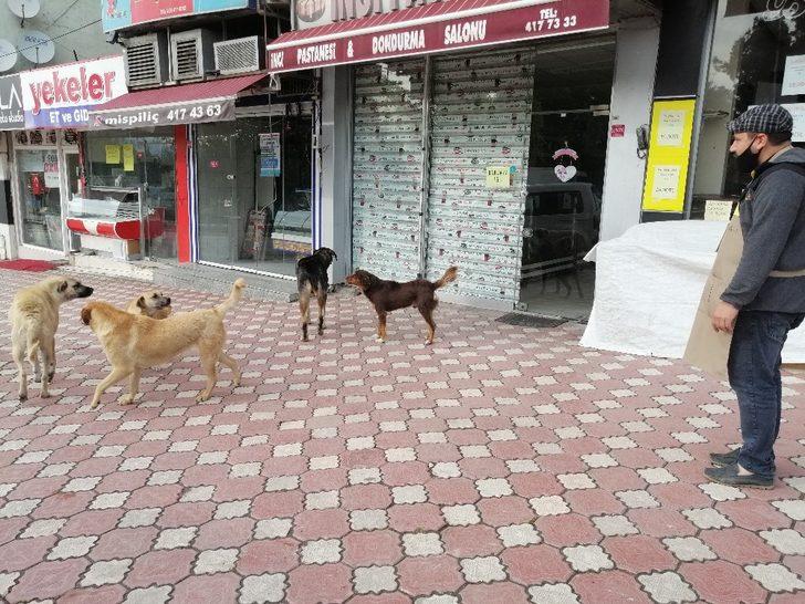 Sokağa çıkma yasağında sokak hayvanlarını unutmadı G3
