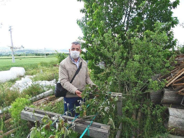 Hisarcık’ta don ürünlere zarar verdi G1