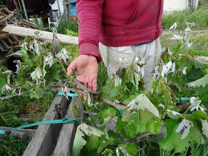 Hisarcık’ta don ürünlere zarar verdi G2