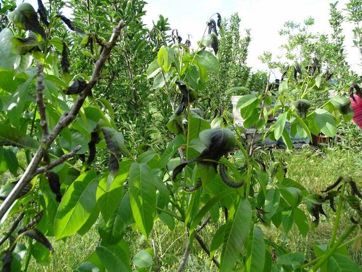 Hisarcık’ta don ürünlere zarar verdi G3