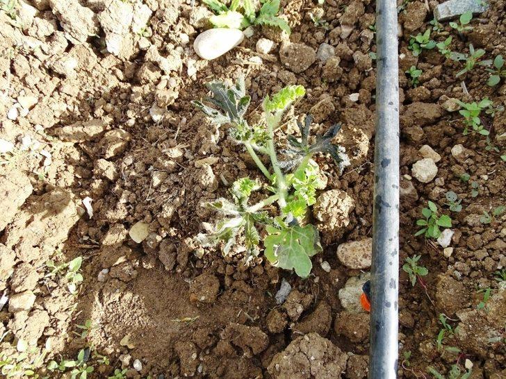 Hisarcık’ta don ürünlere zarar verdi G4