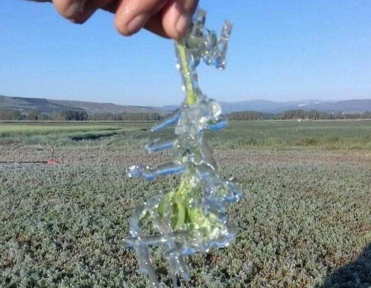 Kütahya İl Tarım Müdürü Özçalık: "Üreticimiz mağdur olmayacak" G1