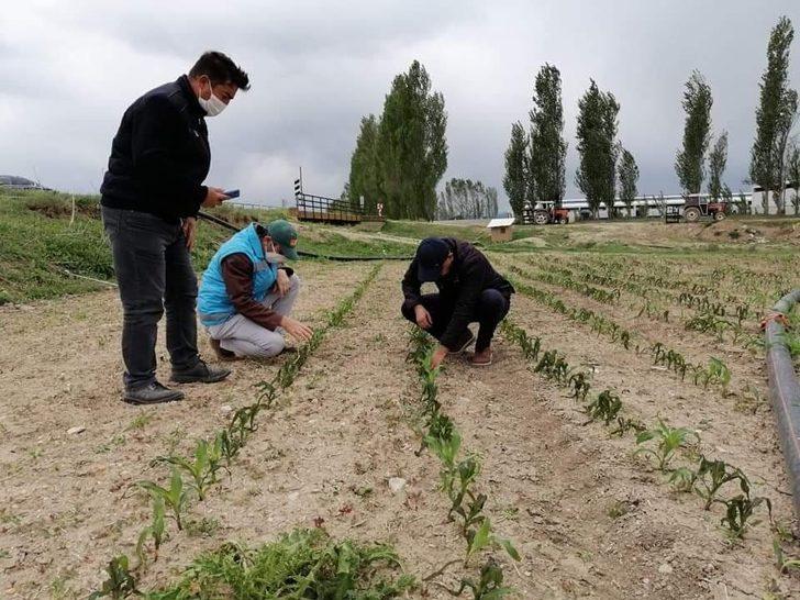 Kütahya İl Tarım Müdürü Özçalık: "Üreticimiz mağdur olmayacak" G3
