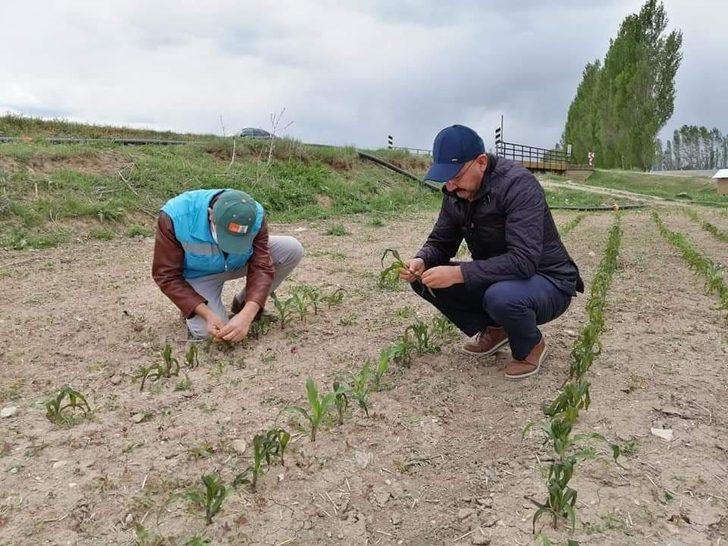 Kütahya İl Tarım Müdürü Özçalık: "Üreticimiz mağdur olmayacak" G4