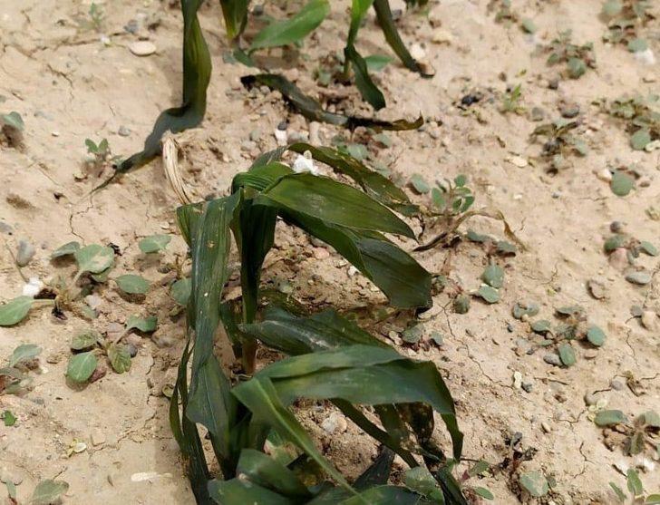 Kütahya İl Tarım Müdürü Özçalık: "Üreticimiz mağdur olmayacak" G5