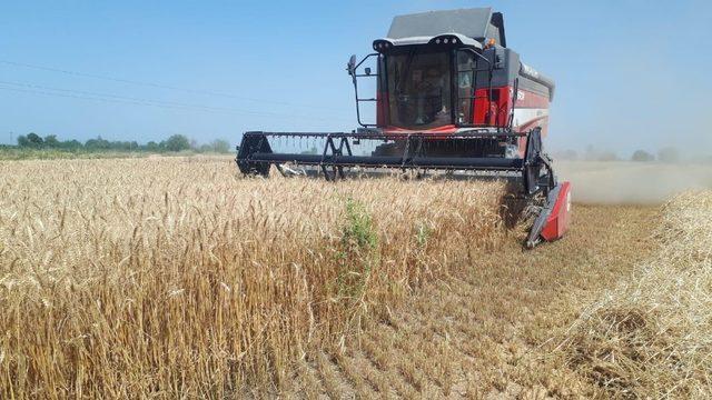 Adana’da buğdayda 750 bin ton rekolte bekleniyor