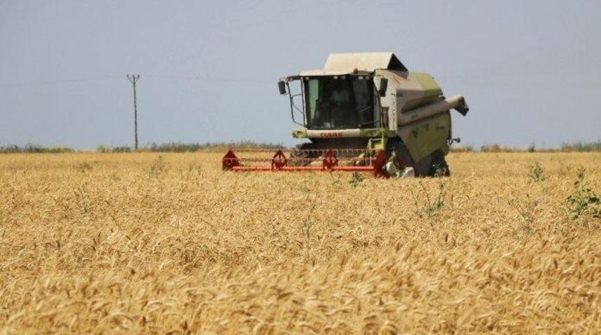 Adana&rsquo;da buğdayda 750 bin ton rekolte bekleniyor