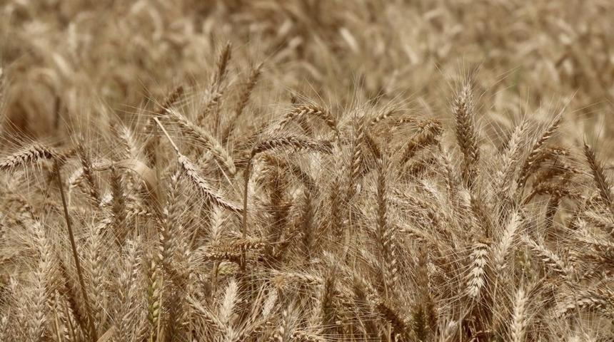 Doğru: "Buğdayda tatminkar fiyat bekliyoruz"