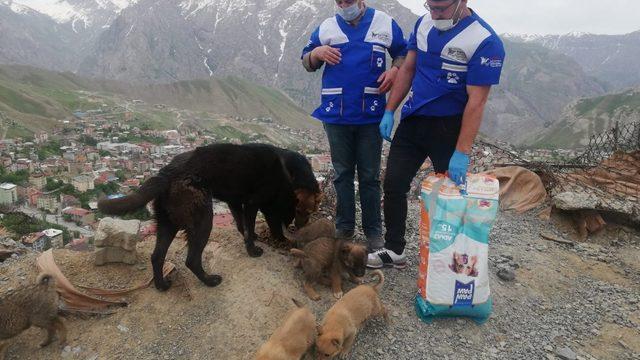Can dostlara mama bırakıldı