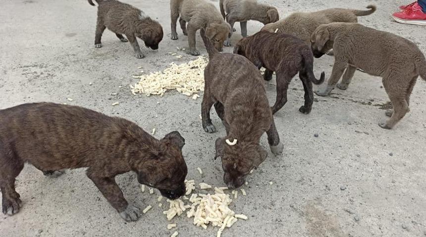 Yaban hayvanları i&ccedil;in doğaya yem bırakıldı