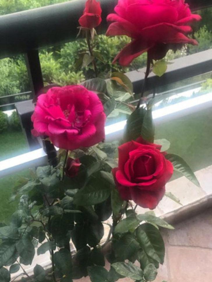 Ünlü isimler bayram mesajlarını paylaştı! Sinem Kobal'a beğeni yağdı G4