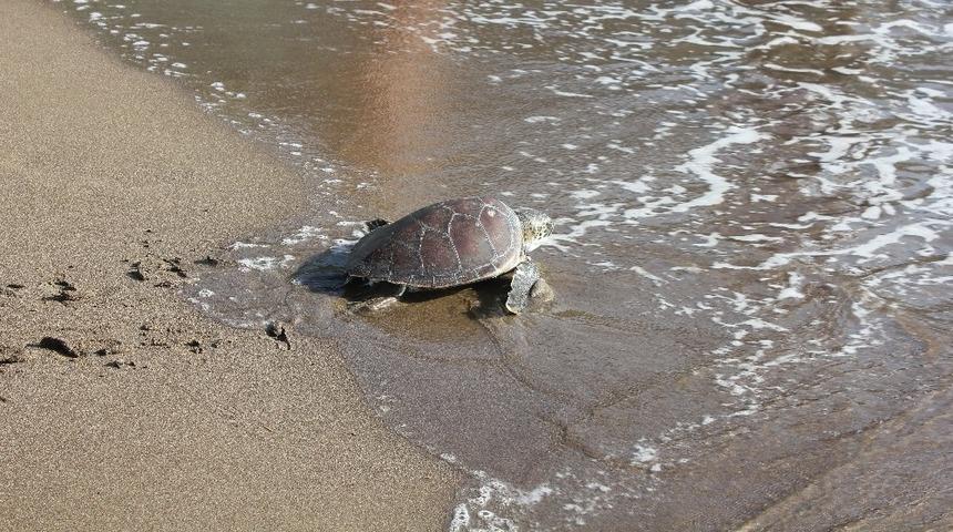 Muğla&rsquo;da tedavisi tamamlanan deniz kaplumbağaları doğal ortamına kavuştu