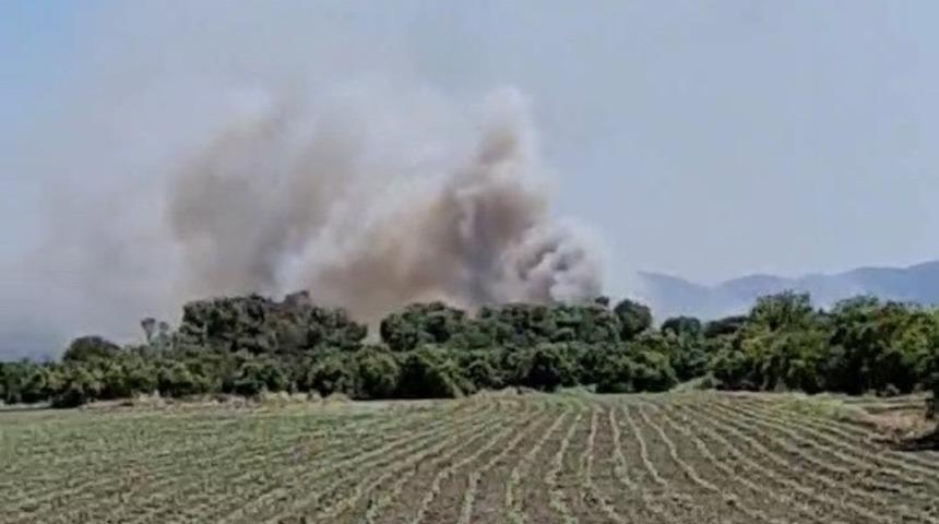 Köyceğiz’de zirai ve zeytinlik alanda yangın