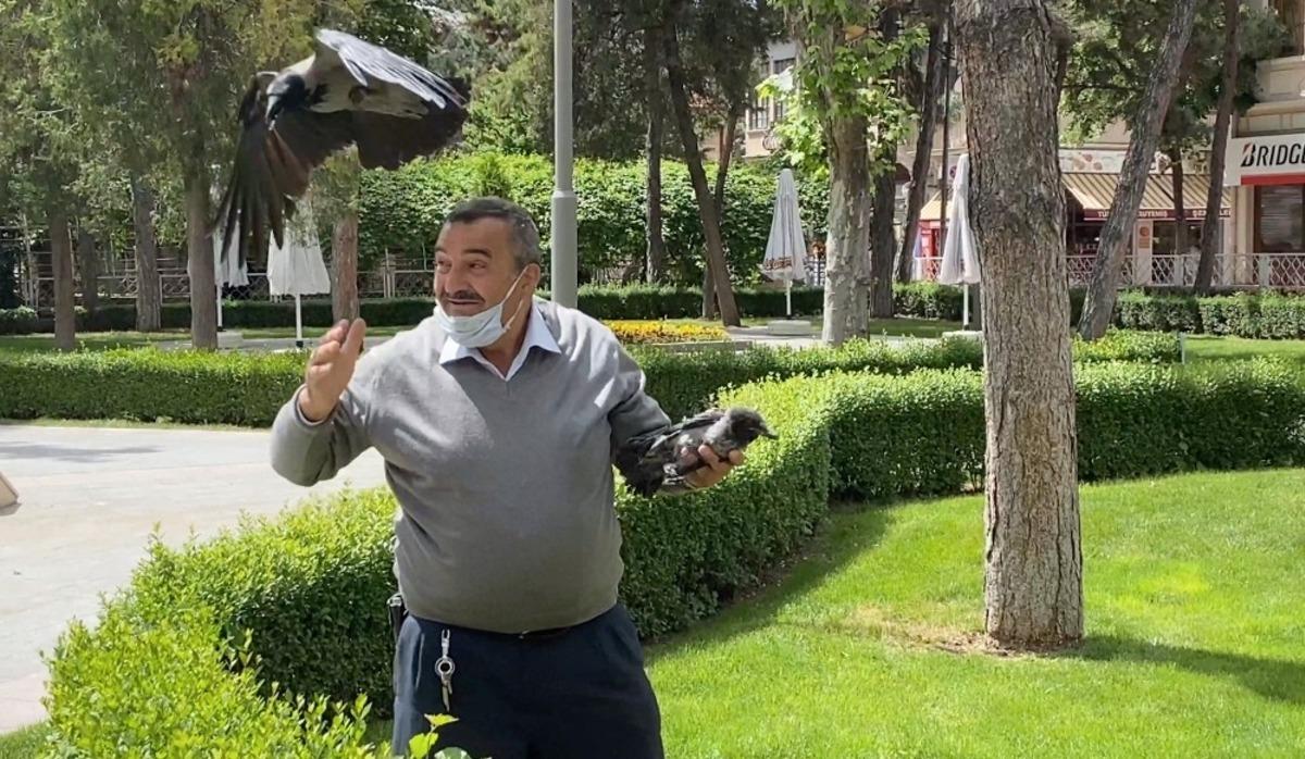Yaralı kargayı kurtardı, diğer kargaların saldırısına uğradı