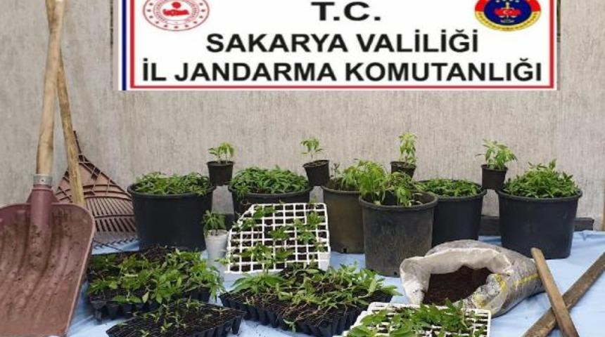 Fındık bahçesinde 510 kök Hint keneviri ele geçirildi 