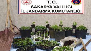 Fındık bahçesinde 510 kök Hint keneviri ele geçirildi 