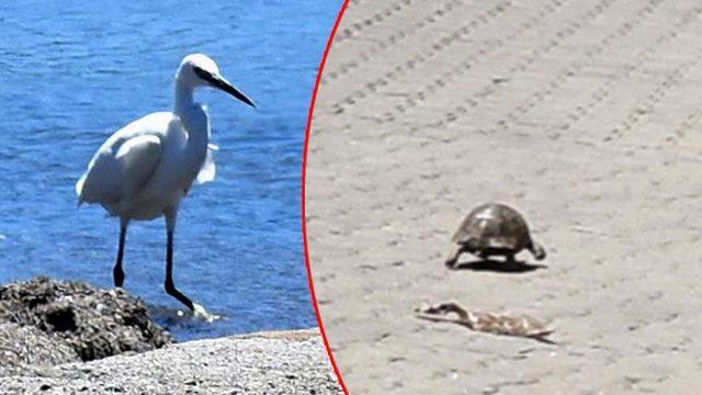 Marmaris'te şaşırtan anlar! Plaj ve ana caddede görüntülendi