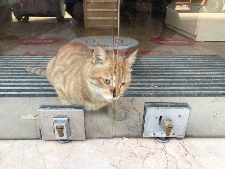 2 gün boyunca mağazada aç ve susuz kalan kedi kurtarıldı Son Dakika