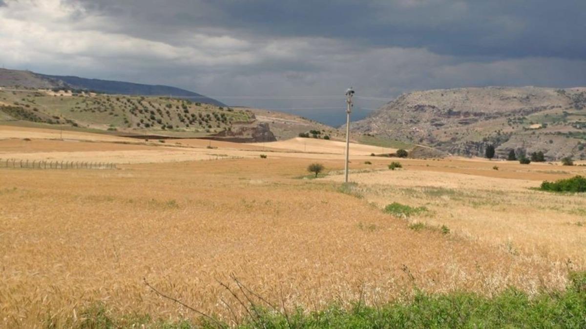 Leylek yuvasına yıldırım d&uuml;şt&uuml;