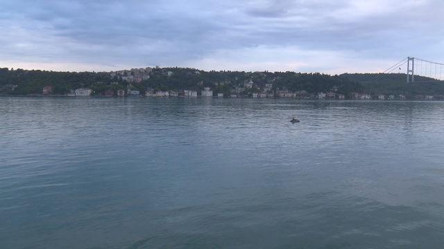 Yunuslar İstinye Sahil'de görüldü