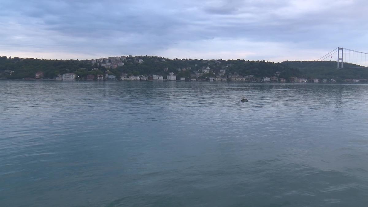 Yunuslar İstinye Sahil'de g&ouml;r&uuml;ld&uuml;