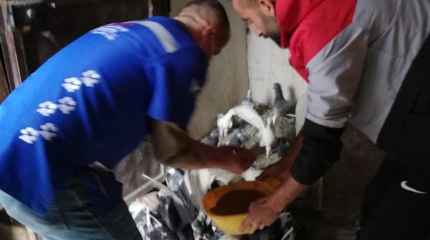 Belediye ekipleri a&ccedil; kalan g&uuml;vercinleri besledi