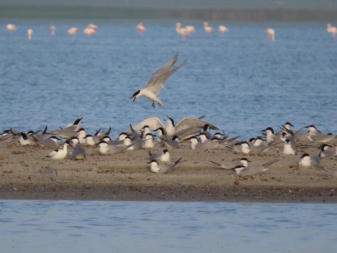 Seyfe G&ouml;l&uuml; Kuş Cenneti'nde mest eden manzara