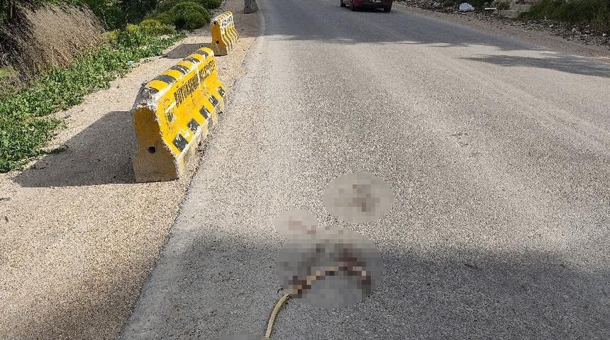 Artan yılan &ouml;l&uuml;mleri tedirgin ediyor