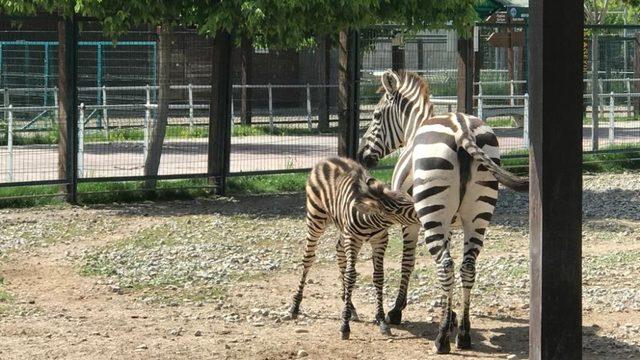 Zebra yavrusu Dilek 3 aylık oldu