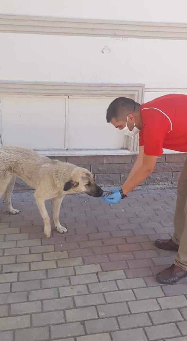 Bayramda sokak hayvanları unutulmadı G3