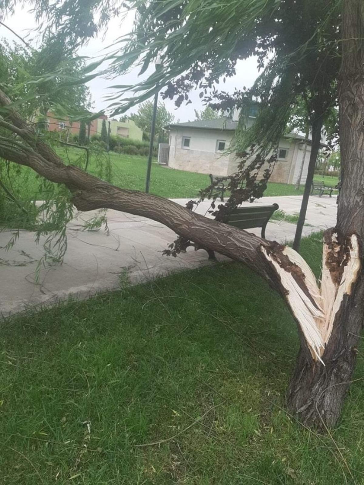 Şiddetli r&uuml;zgara dayanamayan ağa&ccedil; kırıldı