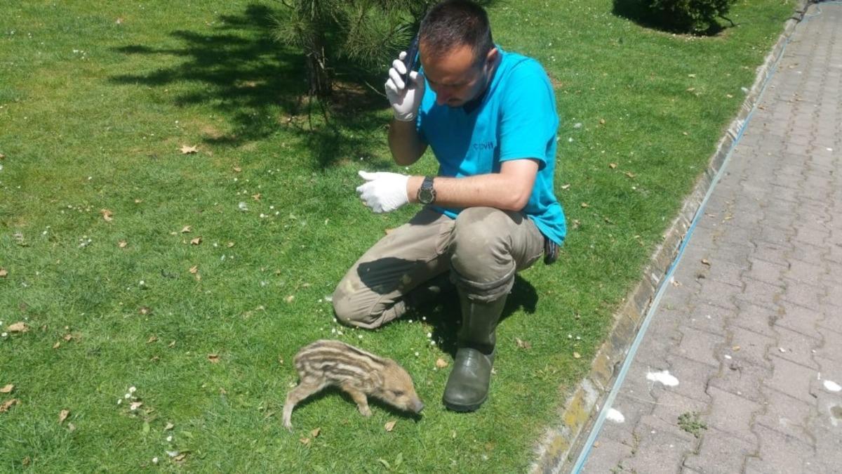 Annesi &ouml;ld&uuml;r&uuml;len yavru domuz s&uuml;tle beslenecek