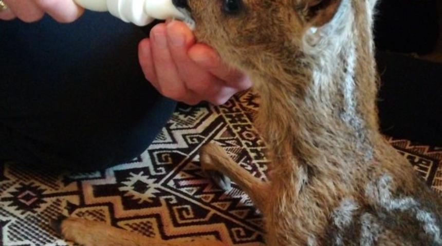 Yavru karaca milli parklara teslim edildi