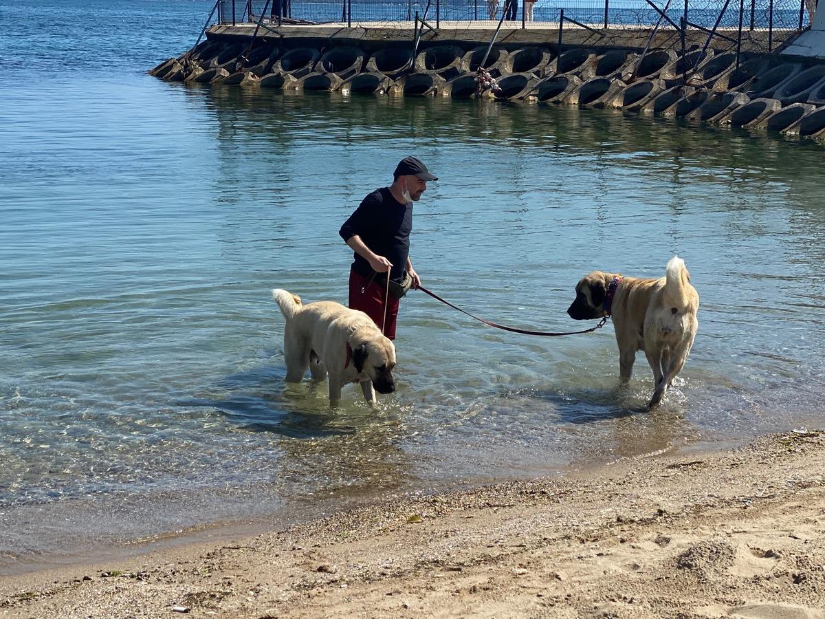 Kadık&ouml;y'de &ccedil;oban k&ouml;pekleri sahil keyfi yaptı