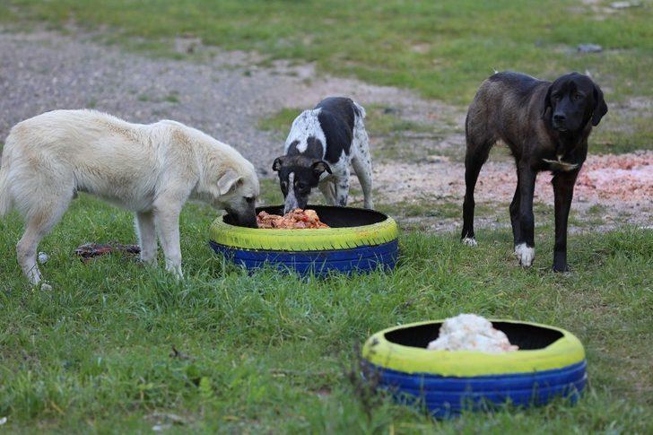 Buca’da sokak hayvanlarına bayramda mama desteği G2