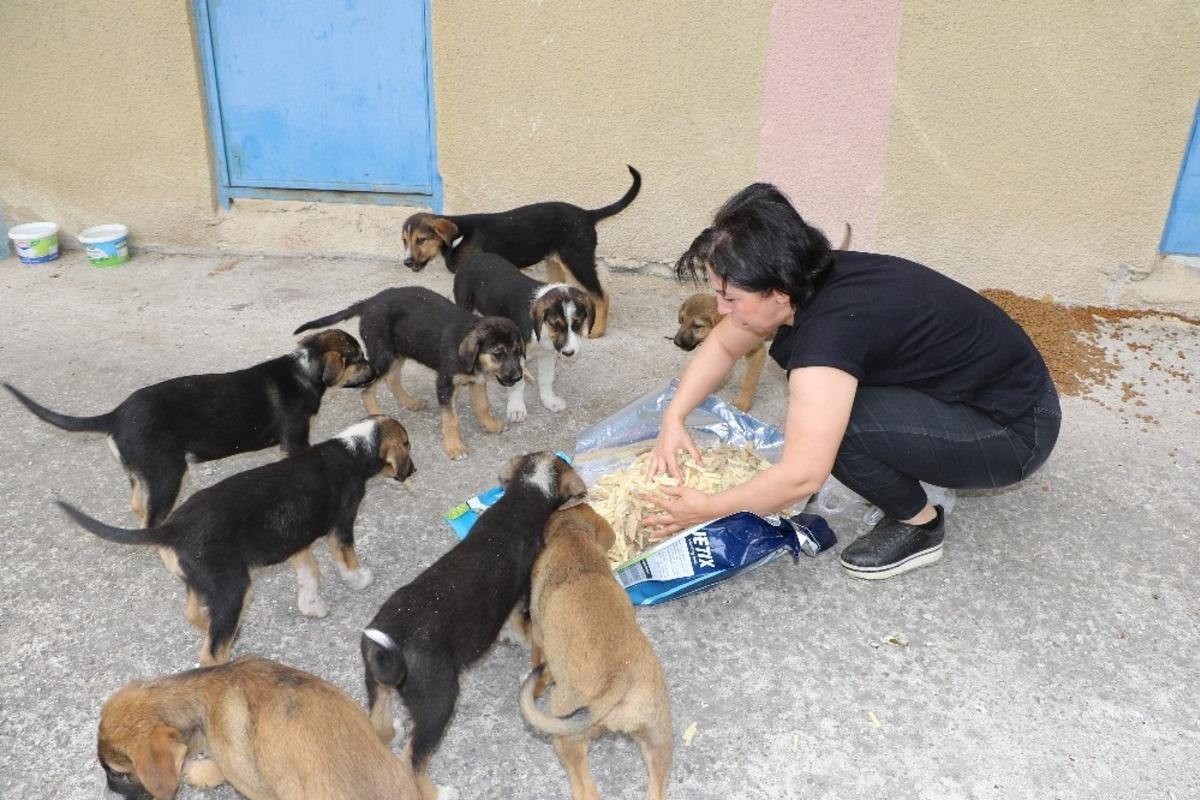 (&Ouml;zel) Sokak hayvanlarını unutmadılar