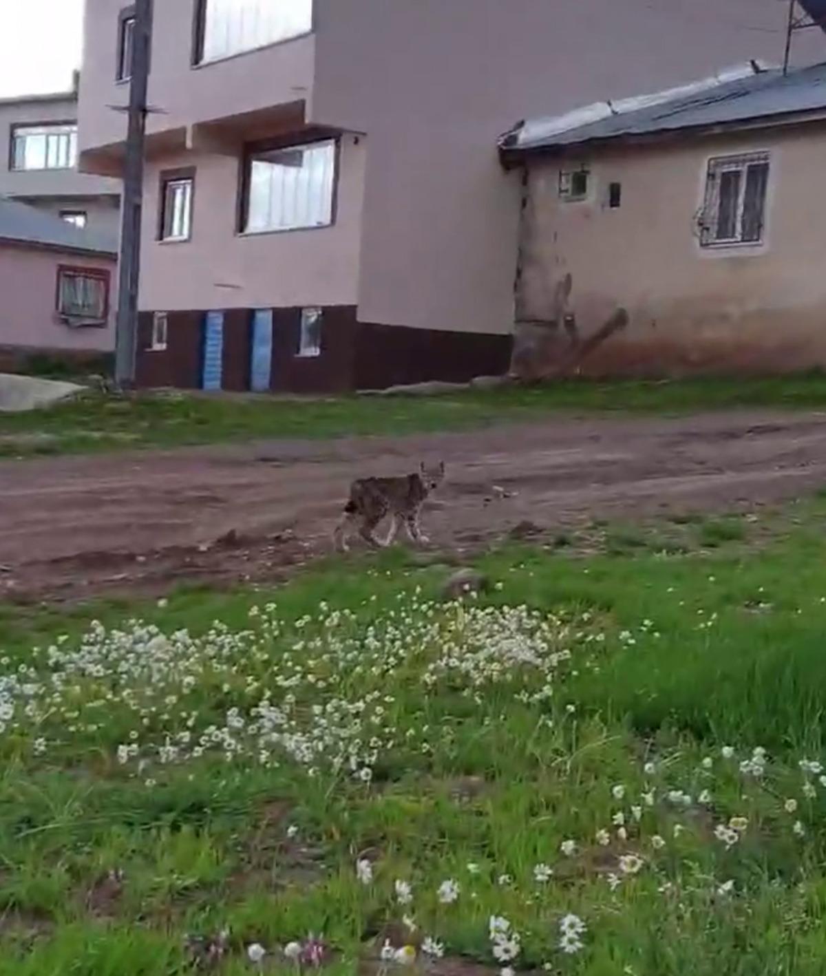 Kısıtlama nedeni ile boşalan k&ouml;yde 'vaşak' g&ouml;r&uuml;nt&uuml;lendi