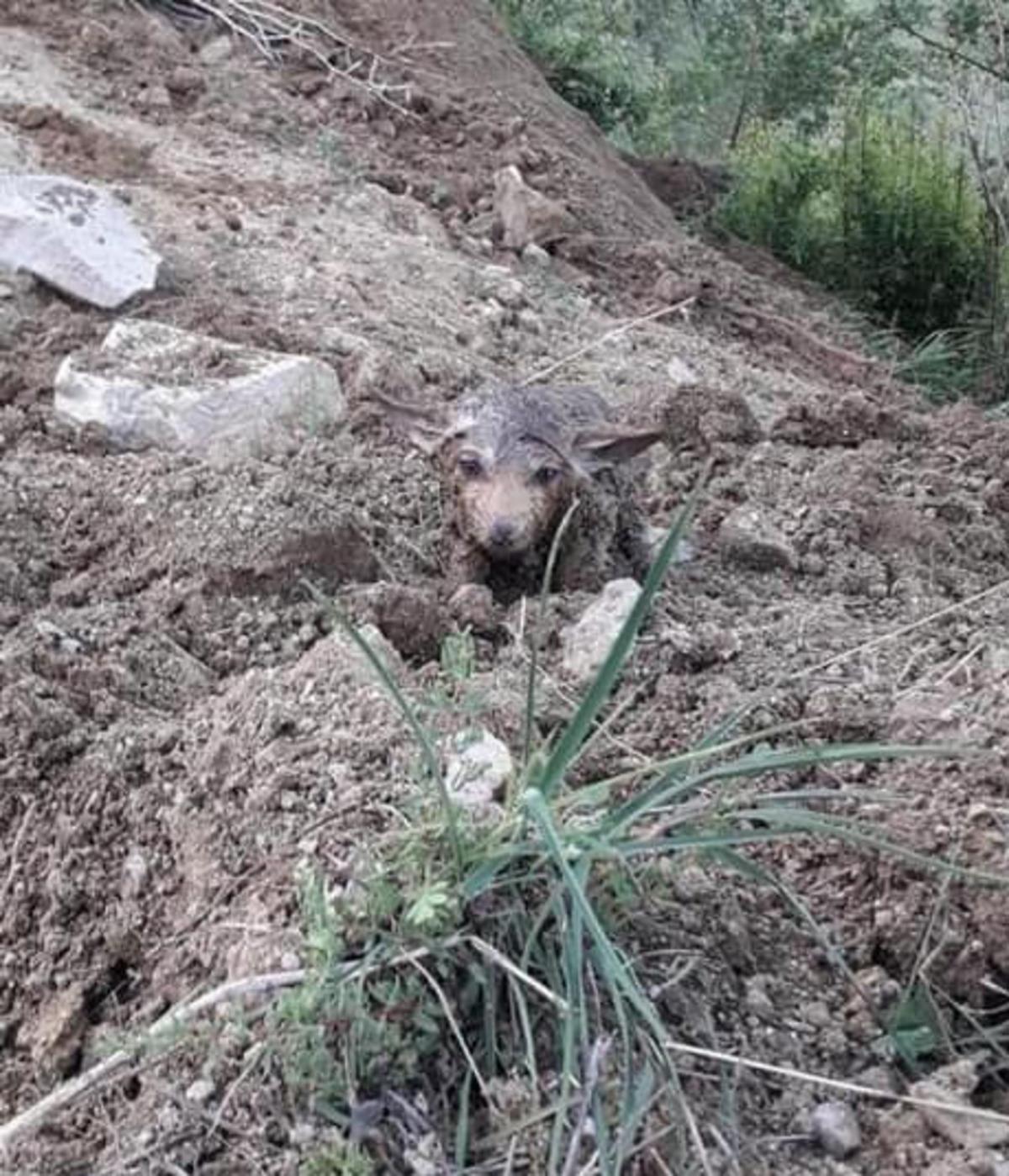 Sulama kanalından kurt yavruları &ccedil;ıktı