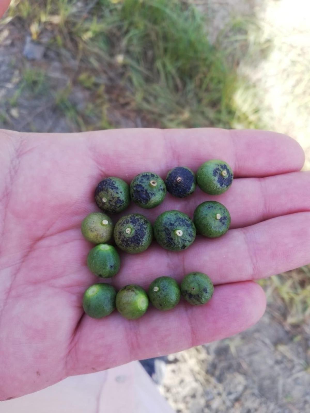 Doğru: "Narenciyede y&uuml;zde 80&rsquo;in &uuml;zerinde kayıp var"