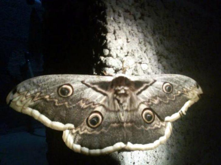 Görünce şaşkına döndü! Kanat açıklığı 16 santimetre G3