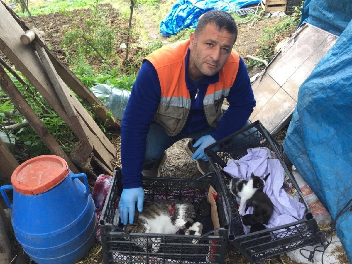 Kedinin Yardımına Ak&ccedil;aabat Belediyesi Koştu