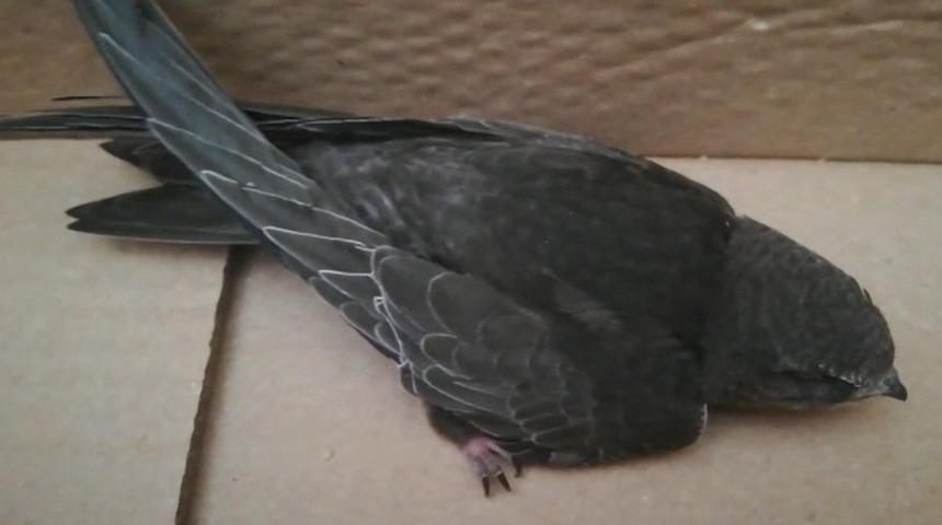 Evinin balkonunda ebabil kuşu buldu