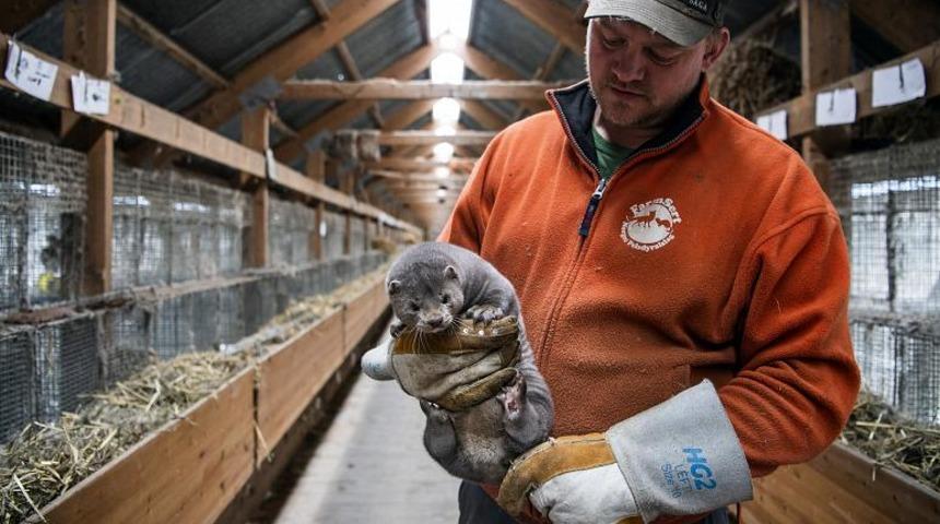 Hollanda'da ikinci kez oldu: Vizondan bulaştı