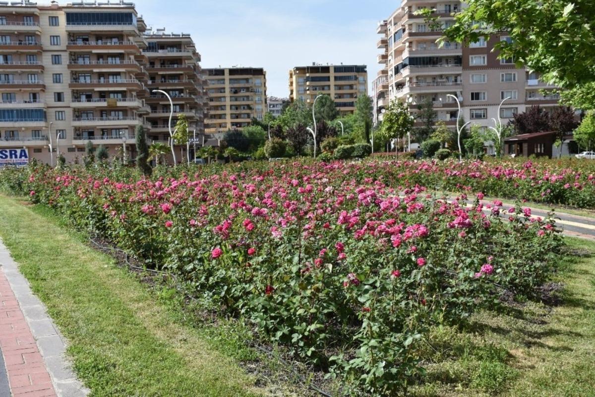 Diyarbakır&rsquo;da 12 d&ouml;n&uuml;ml&uuml;k alanda 25 g&uuml;l &ccedil;eşidi yetiştiriliyor