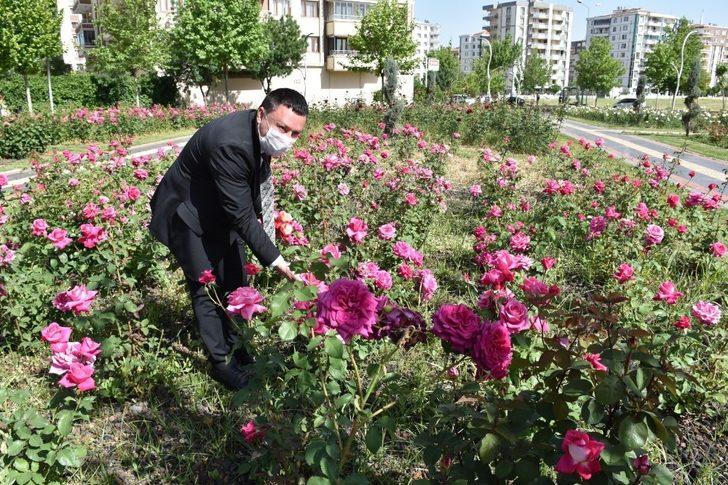Diyarbakır’da 12 dönümlük alanda 25 gül çeşidi yetiştiriliyor G3